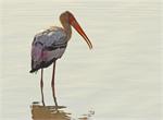 painted stork